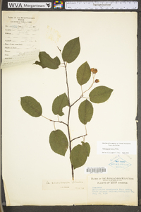 Amelanchier laevis image