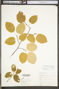 Amelanchier sanguinea image