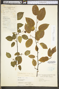 Amelanchier laevis image