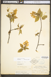 Amelanchier laevis image