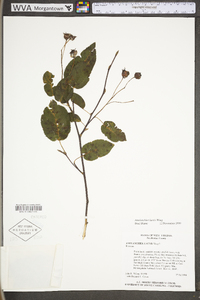 Amelanchier laevis image