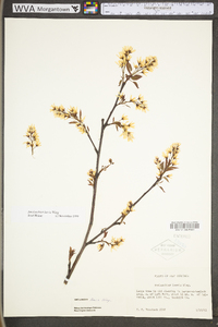 Amelanchier laevis image