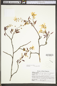 Amelanchier laevis image