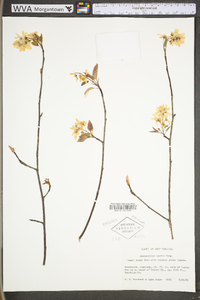 Amelanchier laevis image