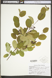 Amelanchier laevis image