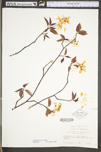 Amelanchier laevis image