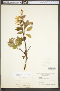 Amelanchier laevis image