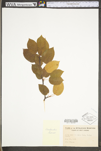 Amelanchier laevis image