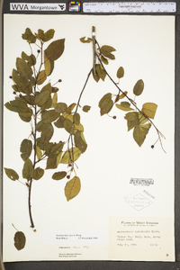 Amelanchier laevis image