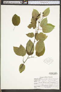 Amelanchier laevis image