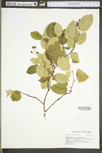 Amelanchier laevis image