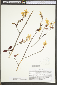 Amelanchier laevis image