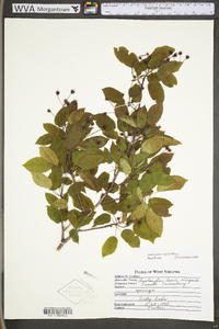 Amelanchier laevis image