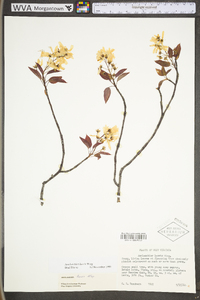 Amelanchier laevis image