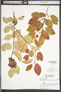 Amelanchier laevis image