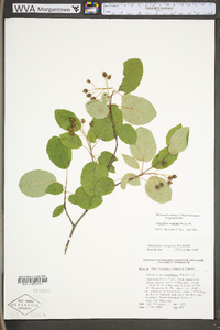 Amelanchier sanguinea image