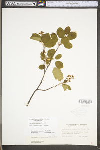 Amelanchier sanguinea image