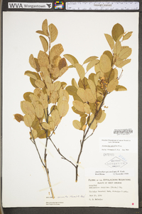 Amelanchier stolonifera image