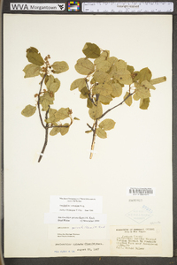 Amelanchier stolonifera image