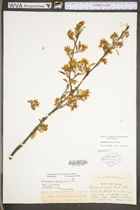 Amelanchier stolonifera image