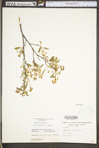 Amelanchier stolonifera image