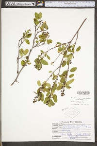 Amelanchier stolonifera image