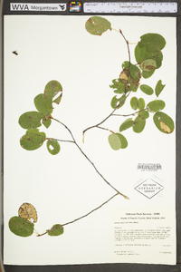 Amelanchier stolonifera image