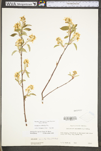 Amelanchier stolonifera image