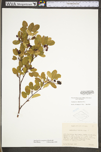 Amelanchier sanguinea image