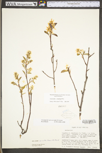 Amelanchier stolonifera image