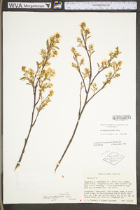 Amelanchier sanguinea image