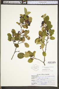 Amelanchier stolonifera image