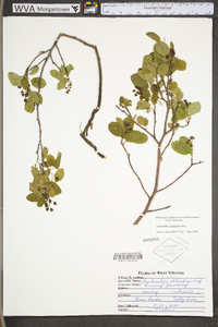 Amelanchier stolonifera image