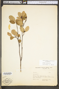 Amelanchier stolonifera image