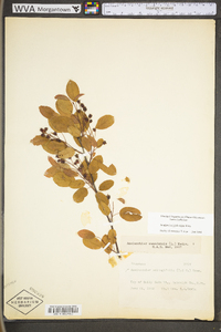 Amelanchier stolonifera image