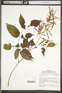 Aruncus dioicus image