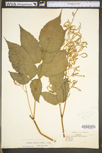 Aruncus dioicus image