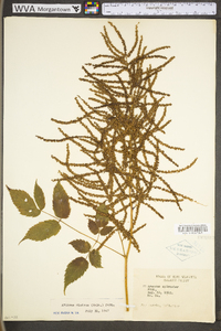 Aruncus dioicus image