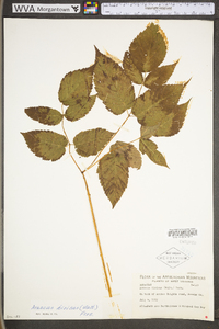 Aruncus dioicus image