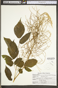 Aruncus dioicus image