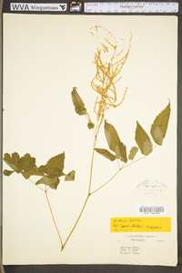 Aruncus dioicus image