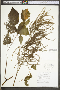 Aruncus dioicus image