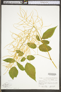 Aruncus dioicus image