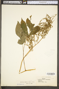 Aruncus dioicus image