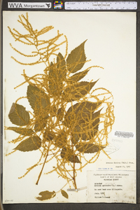 Aruncus dioicus image