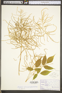 Aruncus dioicus image