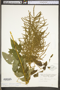 Aruncus dioicus image