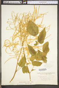 Aruncus dioicus image