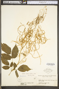 Aruncus dioicus image