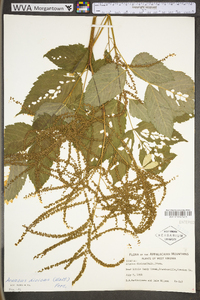 Aruncus dioicus image